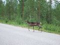 mit-dem-fahrrad-ans-nordkap.de fahrrad nordkap thumbs fahrrad-reise-tour--dscf2037-finnland.jpg