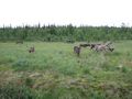 mit-dem-fahrrad-ans-nordkap.de fahrrad nordkap thumbs fahrrad-reise-tour-dscf2072-finnland.jpg