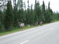 mit-dem-fahrrad-ans-nordkap.de fahrrad nordkap thumbs fahrrad-reise-tour-dscf2075-finnland.jpg